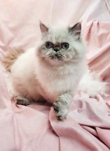 Ms Yeti - Himalayan Kitten For Sale - Loveland&comma; CO&comma; US