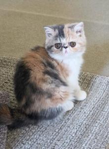 Claire - Exotic Kitten For Sale - Boiling Springs&comma; PA&comma; US