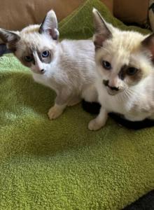 Snow's Snowshoe Siamese - Siamese Kitten For Sale - Moneta, VA, US Snow's Snowshoe Siamese - Siamese Kitten For Sale - Moneta, VA, US