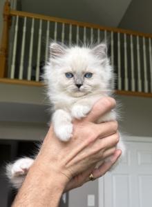 ZT treasure - Ragdoll Kitten For Sale - Goodrich&comma; MI&comma; US
