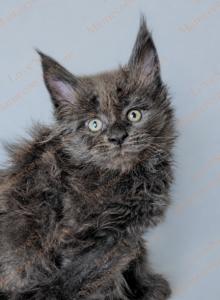 Mishka - Maine Coon Kitten For Sale - Brooklyn, NY, US Mishka - Maine Coon Kitten For Sale - Brooklyn, NY, US