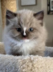 Drake - Ragdoll Kitten For Sale - Coolidge&comma; AZ&comma; US