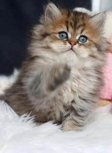 Frank - Persian Kitten For Sale - Beachwood&comma; NJ&comma; US