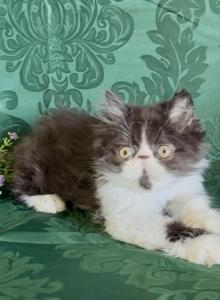 Forest black and white Persian - Persian Kitten For Sale - Delta&comma; PA&comma; US