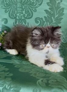 Forest black and white Persian - Persian Kitten For Sale - Delta&comma; PA&comma; US