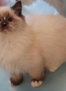 Seal mitted - Ragdoll Kitten For Sale - Bristow&comma; VA&comma; US