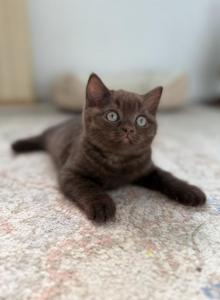 Thorn - British Shorthair Kitten For Sale - Vancouver&comma; WA&comma; US