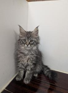 Black Smoke Shaded Tabby - Maine Coon Kitten For Sale - West Lafayette&comma; OH&comma; US