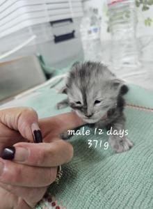 Splits - Maine Coon Kitten For Sale - George&comma; WA&comma; US