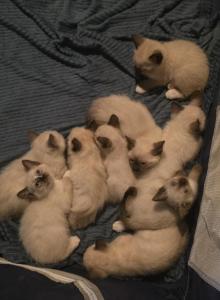Siamese kittens - Siamese Kitten For Sale - Flower Mound&comma; TX&comma; US