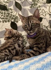 Savannah Bengal - Savannah Kitten For Sale - Portland, OR, US Savannah Bengal - Savannah Kitten For Sale - Portland, OR, US