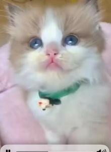 Happy Family - Ragdoll Kitten For Sale - San Gabriel, CA, US Happy Family - Ragdoll Kitten For Sale - San Gabriel, CA, US