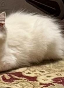 TICA Registered Ragdolls - Ragdoll Kitten For Sale - Ballston Lake, NY, US TICA Registered Ragdolls - Ragdoll Kitten For Sale - Ballston Lake, NY, US