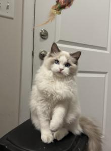 Ragdoll and Cherubim - Ragdoll Kitten For Sale - Laurel&comma; MD&comma; US
