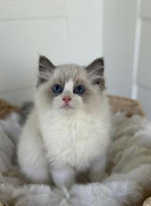 Theodore - Ragdoll Kitten For Sale - Sugar Valley, GA, US Theodore - Ragdoll Kitten For Sale - Sugar Valley, GA, US
