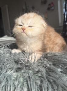 Chocolate Marble Folds - Scottish Fold Kitten For Sale - Hollywood, FL, US Chocolate Marble Folds - Scottish Fold Kitten For Sale - Hollywood, FL, US
