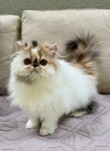 Persian female - Persian Kitten For Sale - Kansas City&comma; MO&comma; US