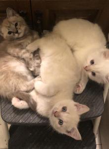 Bengal Ragdoll - Bengal Kitten For Sale - Burlington, WI, US Bengal Ragdoll - Bengal Kitten For Sale - Burlington, WI, US