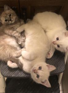 Bengal Ragdolls - Bengal Kitten For Adoption - Burlington, WI, US Bengal Ragdolls - Bengal Kitten For Adoption - Burlington, WI, US