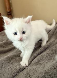 Maine Coon CFA registered male - Maine Coon Kitten For Sale - Marshalltown&comma; IA&comma; US