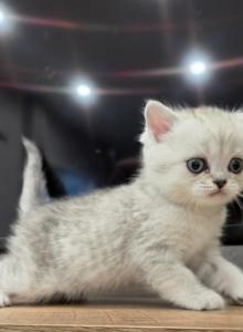 Cutie - Scottish Straight Kitten For Sale - Commerce City, CO, US Cutie - Scottish Straight Kitten For Sale - Commerce City, CO, US