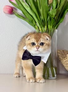 Woody - Scottish Fold Kitten For Sale - Jacksonville&comma; FL&comma; US