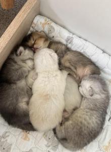 Black Silver Blue Tabby Parents - British Shorthair Kitten For Sale - Carrollton&comma; TX&comma; US