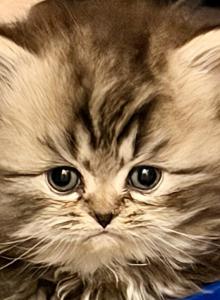 Prince - Persian Kitten For Sale - Vincennes, IN, US Prince - Persian Kitten For Sale - Vincennes, IN, US