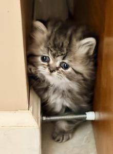 Tikka - Persian Kitten For Sale - Vincennes, IN, US Tikka - Persian Kitten For Sale - Vincennes, IN, US