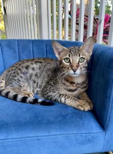 Kidd - Savannah Kitten For Sale - Bradenton, FL, US Kidd - Savannah Kitten For Sale - Bradenton, FL, US