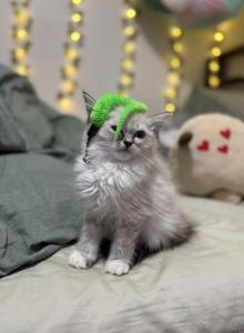 Rue - Ragdoll Kitten For Sale - New York&comma; NY&comma; US