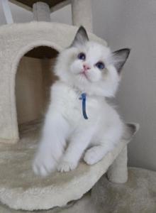 Afroditedolls Opal - Ragdoll Kitten For Sale - Bradenton&comma; FL&comma; US