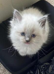 Brutus - Ragdoll Kitten For Sale - PA&comma; US