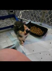 Free Kittens - Domestic Kitten For Adoption - Mount Holly&comma; NC&comma; US