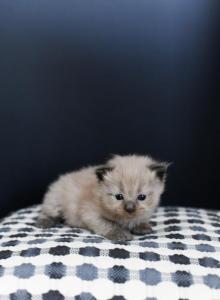 Mink Sealpoint Females - Ragdoll Kitten For Sale - Corona&comma; CA&comma; US