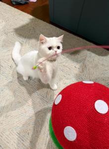 Snowy - Persian Cat For Adoption - Morrisville&comma; PA&comma; US