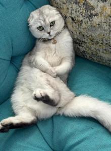 Coco - Scottish Fold Cat For Sale - Morrisville&comma; PA&comma; US