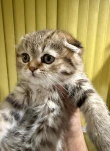Polly - Scottish Fold Kitten For Sale - Morrisville, PA, US Polly - Scottish Fold Kitten For Sale - Morrisville, PA, US