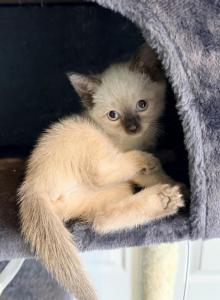 The Cuddle Cloud Litter - Siamese Kitten For Sale - Maclean&comma; VA&comma; US