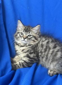 King Huge Barbos Mix Maine Coon & Ragdoll - Maine Coon Kitten For Adoption - Auburn&comma; WA&comma; US