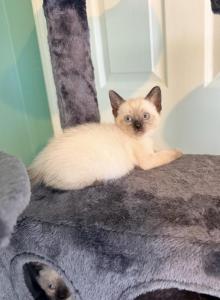 The Cuddle Cloud Litter - Siamese Kitten For Sale - Morristown&comma; NJ&comma; US
