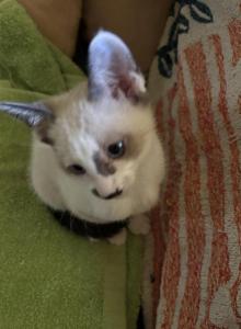 Snow's Snowshoe Siamese - Siamese Kitten For Sale - Moneta&comma; VA&comma; US