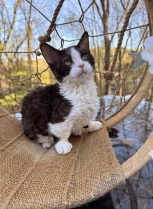 Charlie - Minskin Kitten For Sale - Brewster&comma; NY&comma; US
