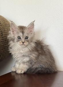 Olivia - Maine Coon Kitten For Sale - Omaha&comma; NE&comma; US