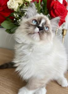 Valentine babies - Ragdoll Kitten For Sale - North Port&comma; FL&comma; US