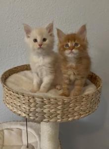 Monny - Maine Coon Kitten For Sale - Sacramento&comma; CA&comma; US