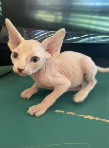 The Rock Blue Eyed Sphynx - Sphynx Kitten For Sale - Oklahoma City&comma; OK&comma; US