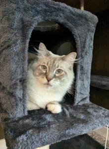 Freya - Ragdoll Cat For Adoption - Vancouver&comma; WA&comma; US