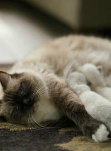 Chocolate's litter - Ragdoll Kitten For Sale - TN&comma; US