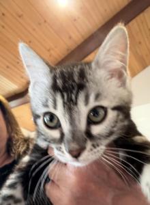 Beautiful Bengal girl kitten - Bengal Kitten For Sale - Reinholds&comma; PA&comma; US